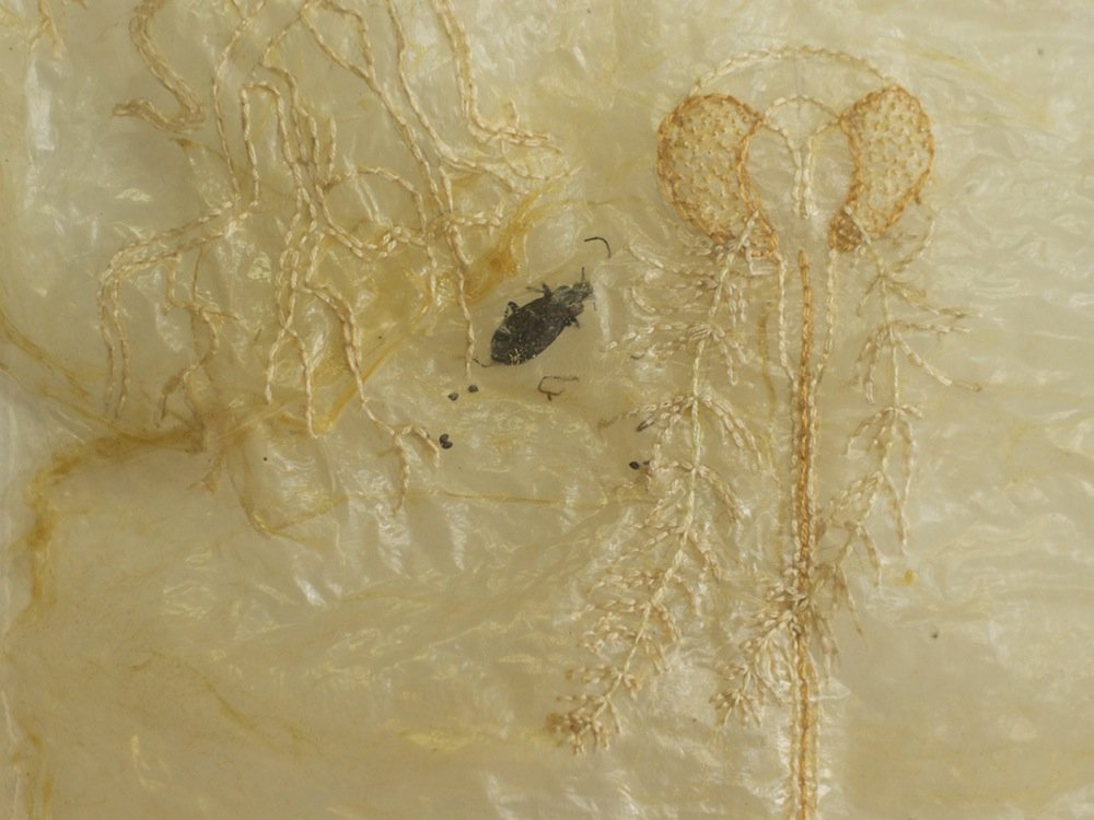 Furtive Embroidery on pig intestine, insects 9" x 14" 2011 Image credit - Brynna Stephenson